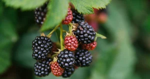 Blackberries Might Upset Your Stomach