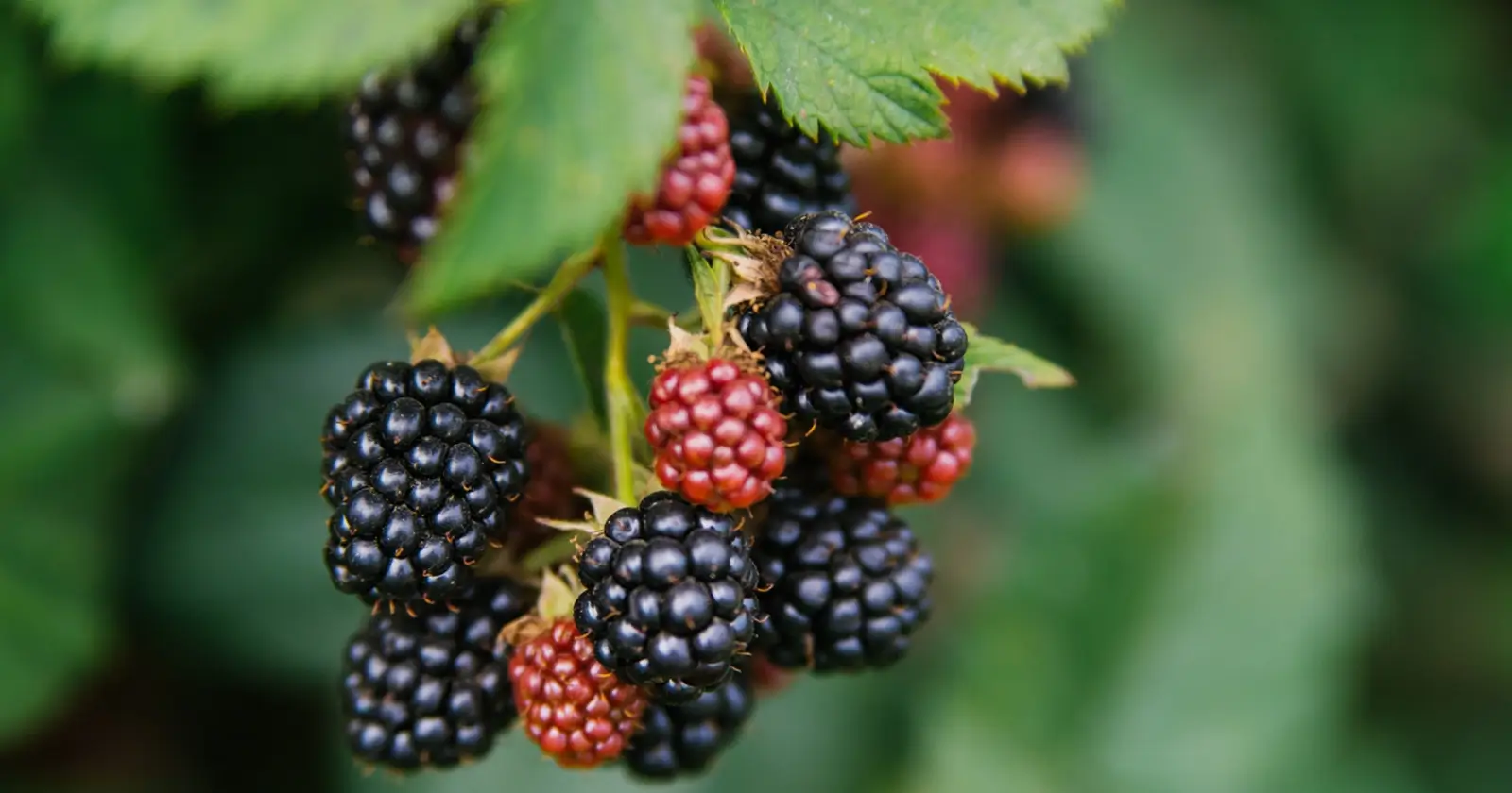 Blackberries Might Upset Your Stomach