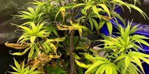 Magnesium Deficiency