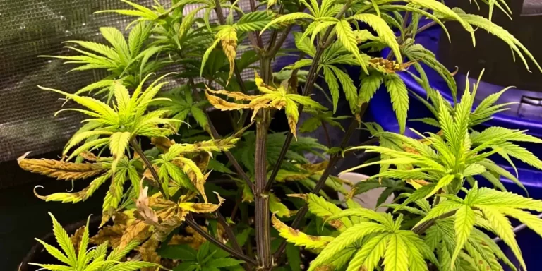 Magnesium Deficiency