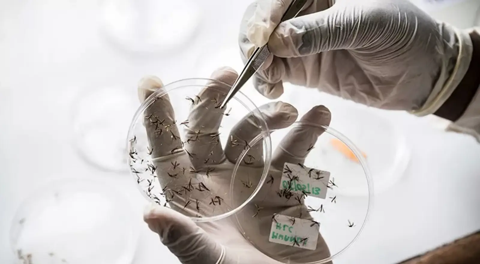 The Most Excruciating Diseases