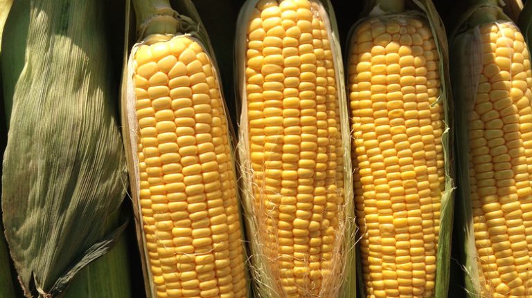 The True Reason Why Your Body Struggles to Digest Corn