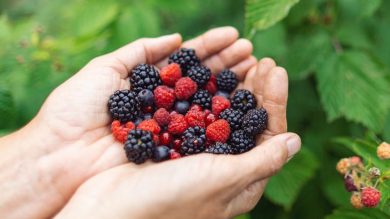 A Top Berry for Lowering Cholesterol and Improving Digestion