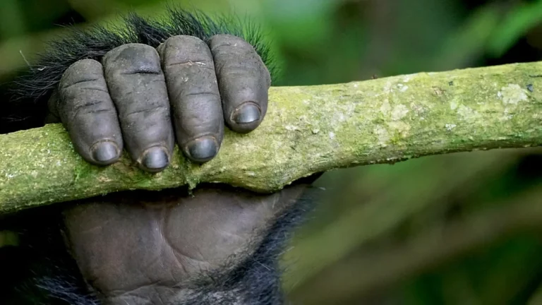 Evolution of Human Fingernails